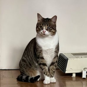 This cat with impaired vision is waiting for a home