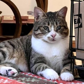 Niaou, a cat with impaired vision, seeks a home with his friend, Ninji