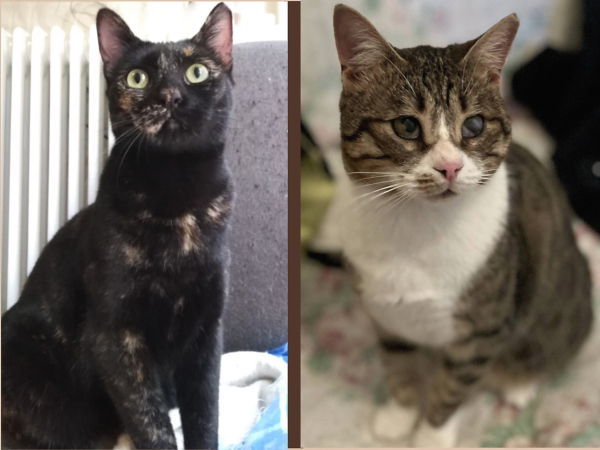 Niaou, a cat with impaired vision, and Ninji are looking for a permanent home