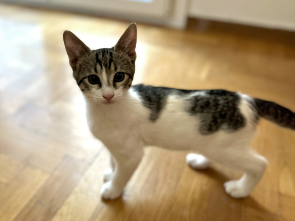 A very playful male kitten pauses to look at us