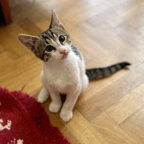 A very playful male kitten looks up hoping to play with a toy.