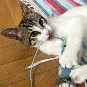 A very playful male kitten plays with a toy