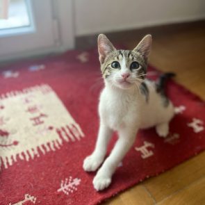 A very playful male kitten looking up