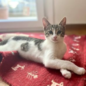A very playful male kitten relaxing to store up energy for his next play session