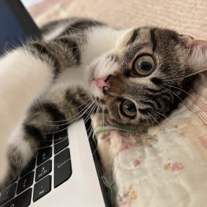 Kitten curled up next to laptop