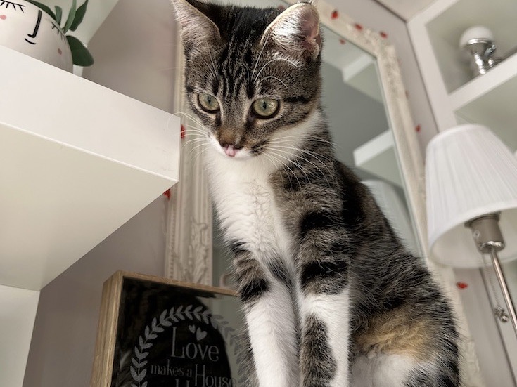 Γατάκι που κοιτάει από ψηλά την κάμερα