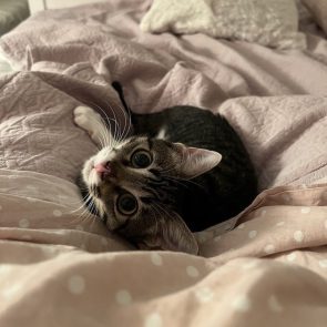 Kitten looking over shoulder at camera