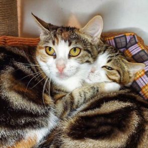 Two of three little rescued kittens hugging in their bed