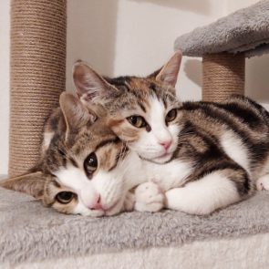 Two of three little rescued kittens snuggled up together