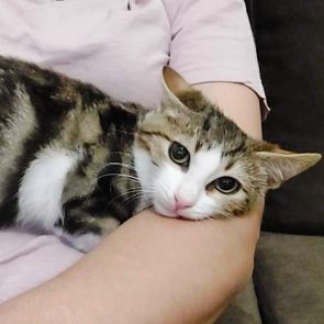 One of three little rescued kittens lying in the arm of a human