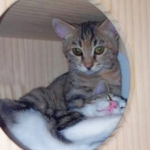 Two of the three little rescued kittens sharing space for cats