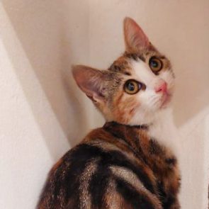 One of three little rescued kittens posing for her portrait