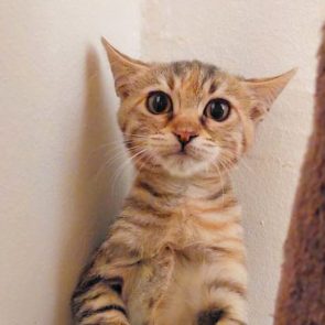 One of three little rescued kittens looking a bit startled
