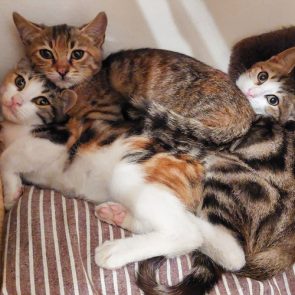 Three little rescued kittens piled up on a bed