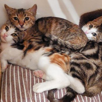 Τρία διασωμένα γατάκια το ένα πάνω στο άλλο