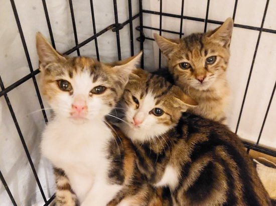 Three little rescued kittens huddled in the corner of a cage
