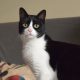 Black and white cat looking at camera.