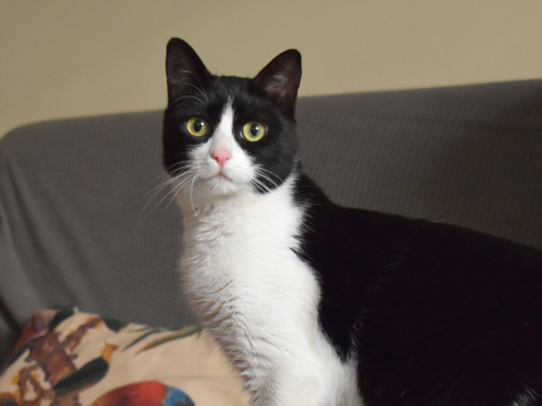 Black and white cat looking at camera.