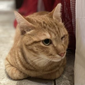 Ο εγκαταλειμμένος γάτος προσαρμόστηκε έυκολα στο σπίτι φιλοξενίας του