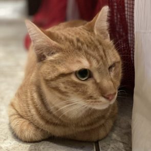 This abandoned cat adjusted to his foster home very quickly