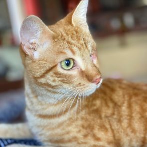 Profile view of an abandoned cat in his foster home.
