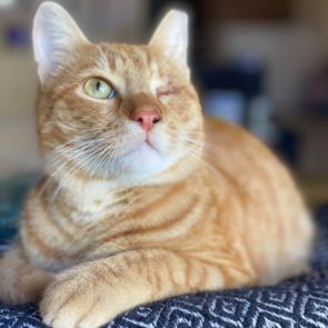 An abandoned cat, now in a foster home looks about with his one good eye