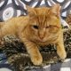 An abandoned cat, now in his foster home