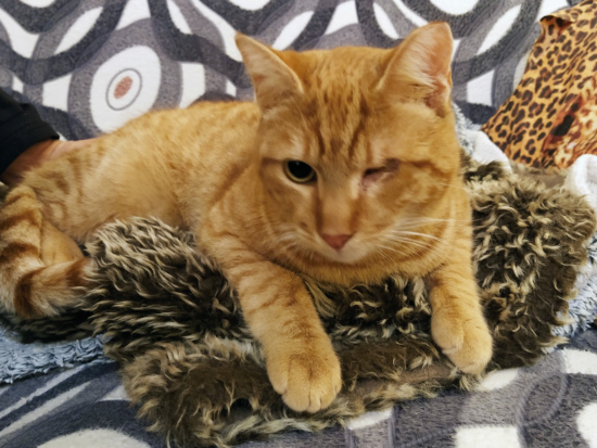An abandoned cat, now in his foster home