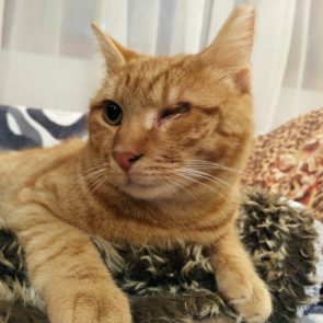 An orange abandoned cat appears to wink at us