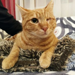 An orange abandoned cat in his temporary home
