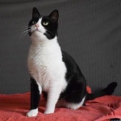 Black and white cat looking up at something behind camera.