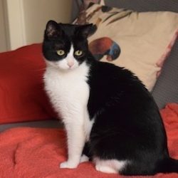 Black and white cat looking over her shoulder.