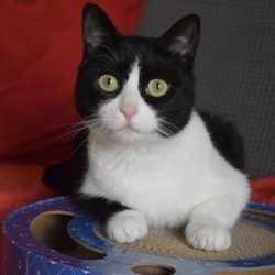 Black and white cat looking intently at camera.