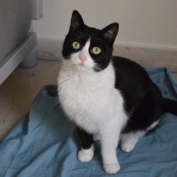 Black and white cat looking at camera.