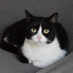 Black and white cat curled up, looking at camera.