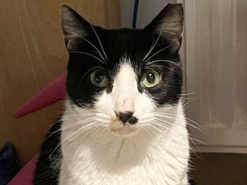 Black and white cat looking directly at camera.