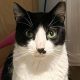 Black and white cat looking directly at camera.