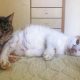 A white and orange cat was rescued and now lies on a bed with a new friend
