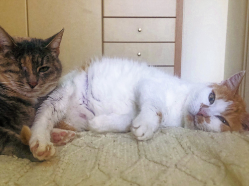A white and orange cat was rescued and now lies on a bed with a new friend