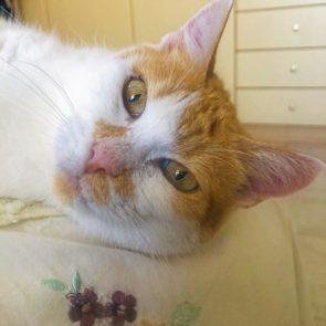 This cat was rescued and is looking for a permanent home