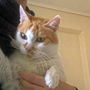 An orange and white cat was rescued and is held by her foster mom