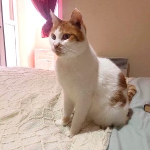 This cat was rescued and is sitting up on a bed in her foster home.
