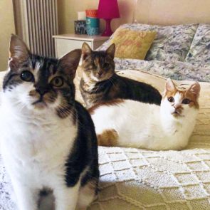 The orange and white cat was rescued and lies on a bed with a couple of new friends