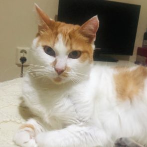 This orange and white cat was rescued and is staring at us from a bed in her foster home