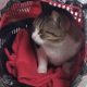 Γάτα σε αυτοσχέδιο σπιτάκι καθισμένη σε μια ζεστή κουβέρτα
