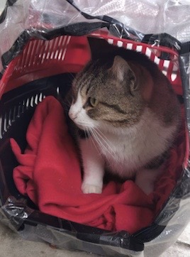 Cat in a shelter, sitting on a warm blanket