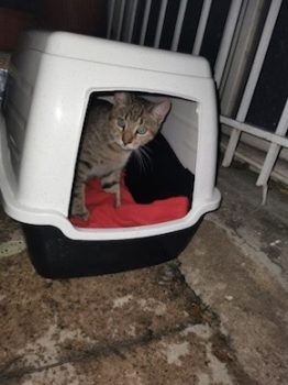 Cat in a shelter made of an old litter box.