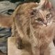 Long-haired cat looking at camera