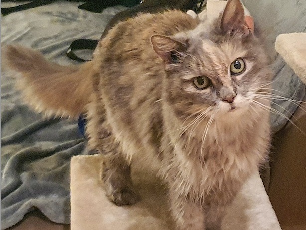 Long-haired cat looking at camera