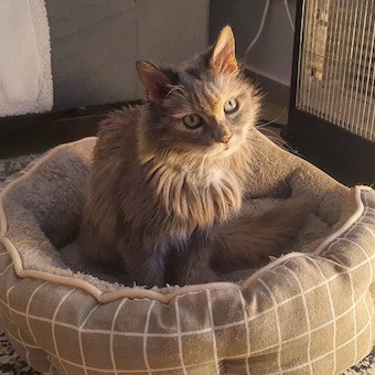 Long-haired cat in cat bed.